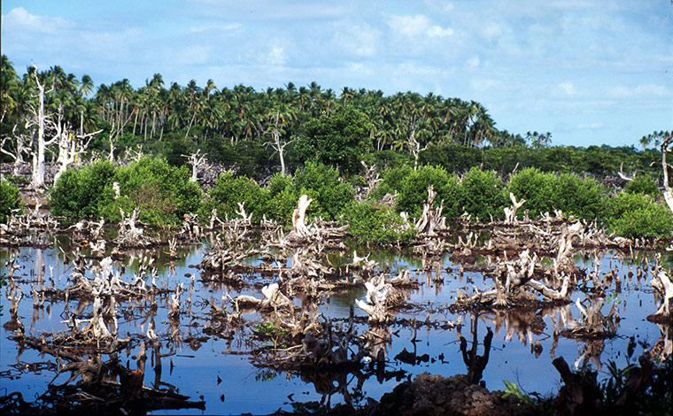 Week in wildlife: mangrove forests for fish pond Sibuyan Island Philippines