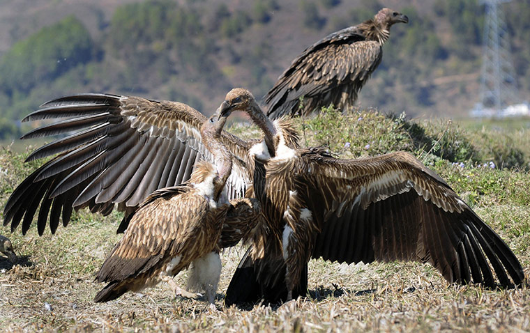 Week in wildlife: Vultures gather near a vulture restaurant in Pokhara, west Nepal