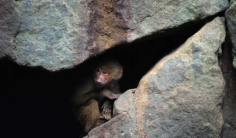 Week in wildlife: A baboon peers out of rocks in her enclosure in Berlin's Tiergarten zoo