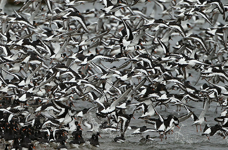 Week in wildlife: Oystercatchers  at the RSPB's Snettisham Nature Reserve
