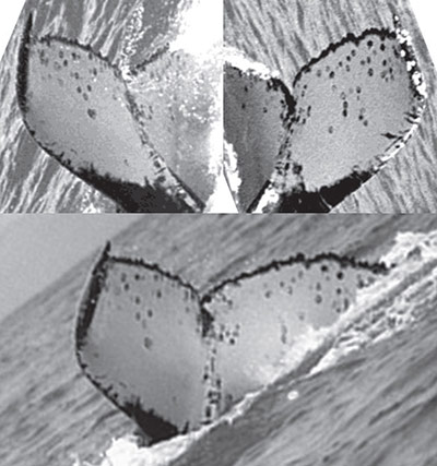 Week in wildlife: A humpback whale swum a quarter of the way around the world to breed
