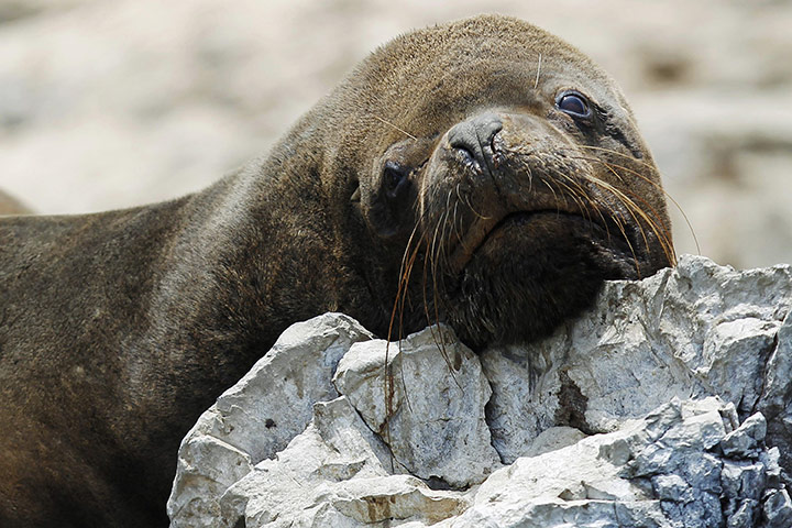 Week in wildlife: A sea lion is seen at Isla de Asia