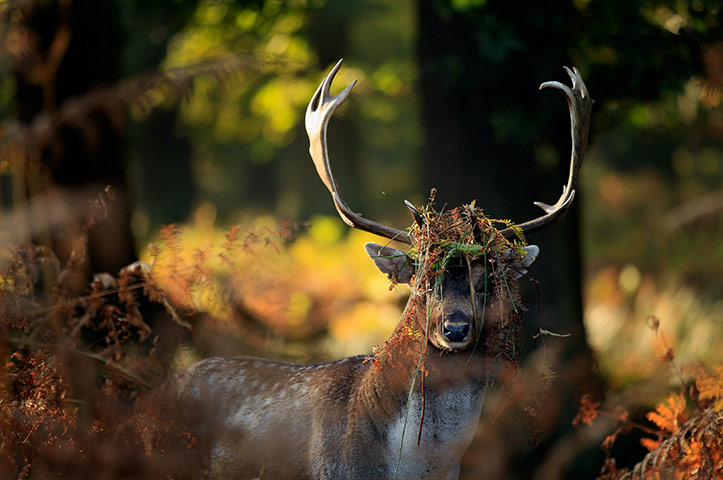 Week in wildlife: Autumn Arrives In The UK : A deer forages for food in the early morning sun