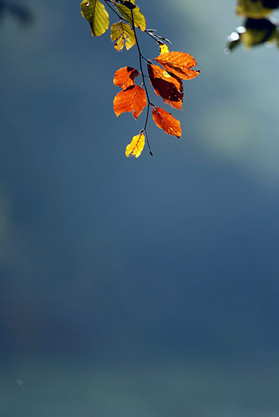 Week in wildlife: Autumn Arrives In The UK