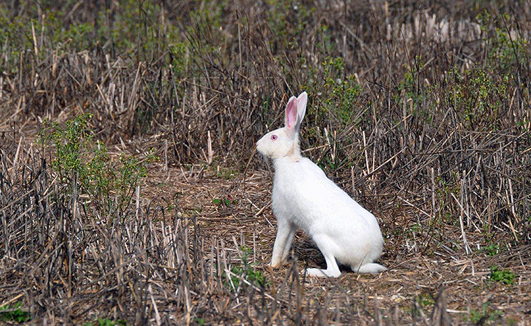 Week in wildlife: Albino hare