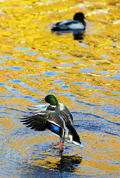 Week in wildlife: A duck spreads its wings on a pond , moscow