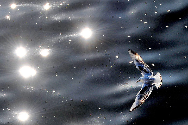 Week in wildlife: Seagull flies over sunlight refections on the Vltava river in Prague