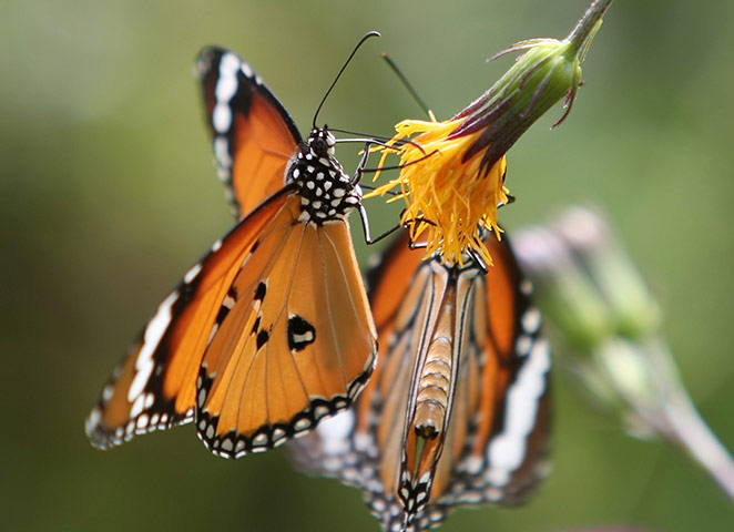 Week in wildlife: Common Tiger butterflies