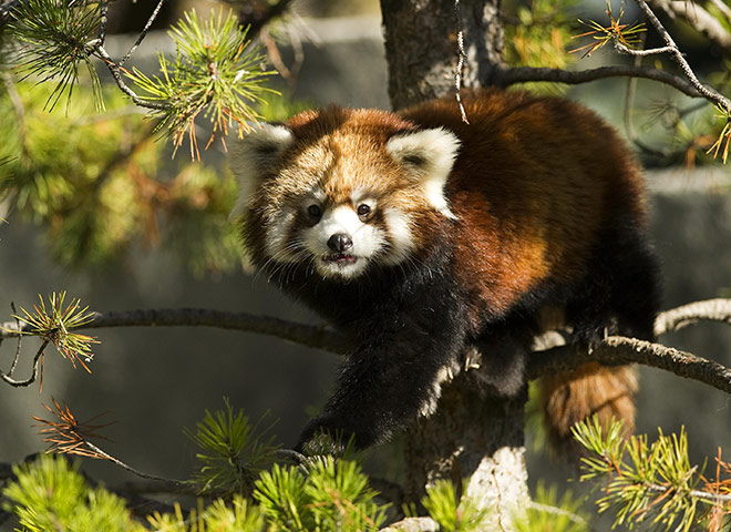 Week in wildlife: A Red Panda cub ventures out of its den for the first time at Calgary Zoo