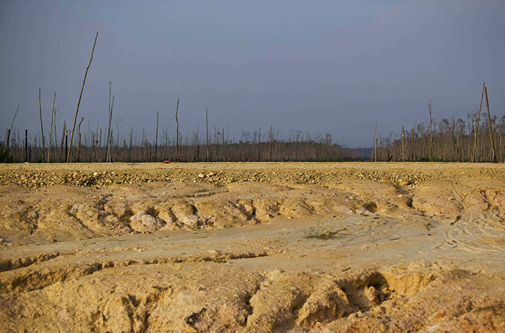 Week in wildlife: Deforestation In Sumatra Continues