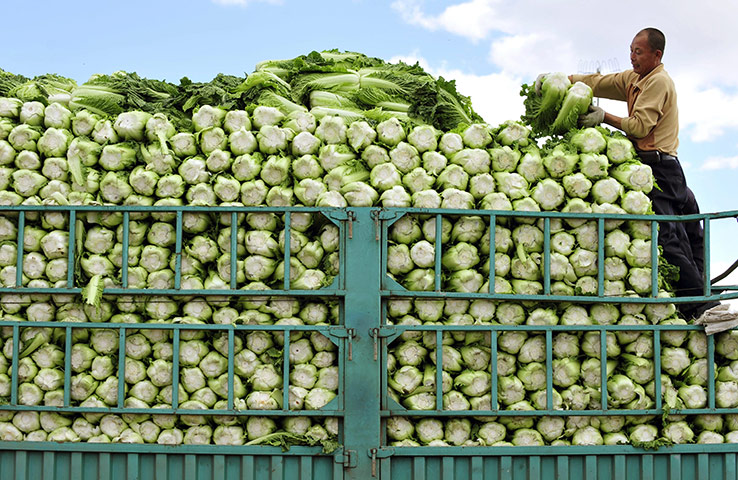 24hours: China cabbage prices rise