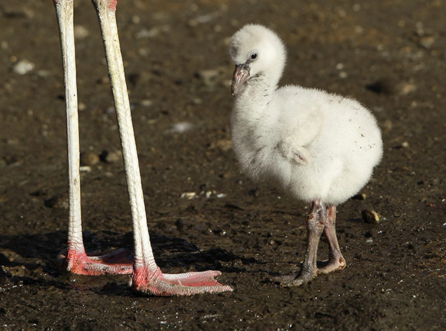 24hours: A baby Chilean flamingo stands near its father at the Woodland Park Zoo