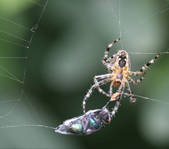 Cecelia Bones: dreamergal10 camera club portfoilio