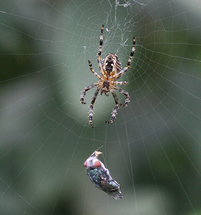 Cecelia Bones: dreamergal10 camera club portfoilio