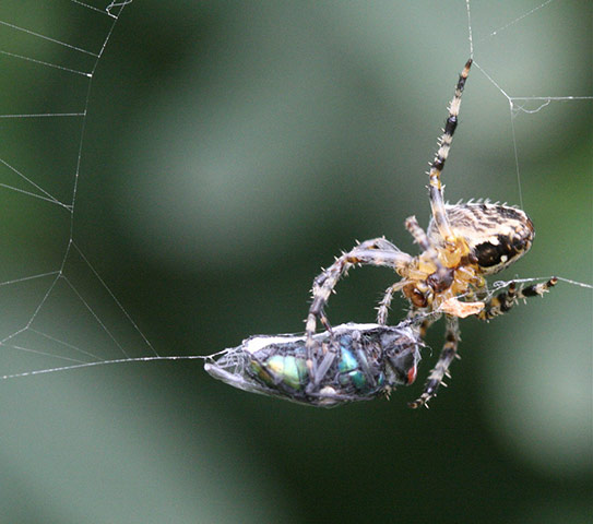 Cecelia Bones: dreamergal10 camera club portfoilio