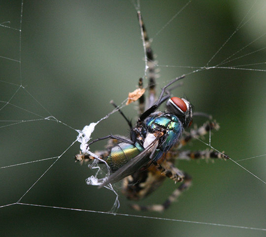 Cecelia Bones: dreamergal10 camera club portfoilio