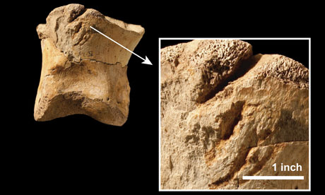 Soft tissue in dinosaur fossils the evidence hardens
