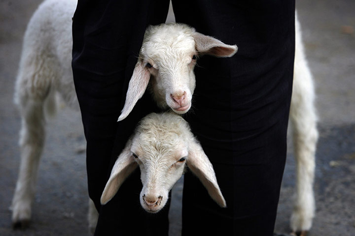 24 Hours in Pictures: Palestinian shepherds display their sheep at a livestock market