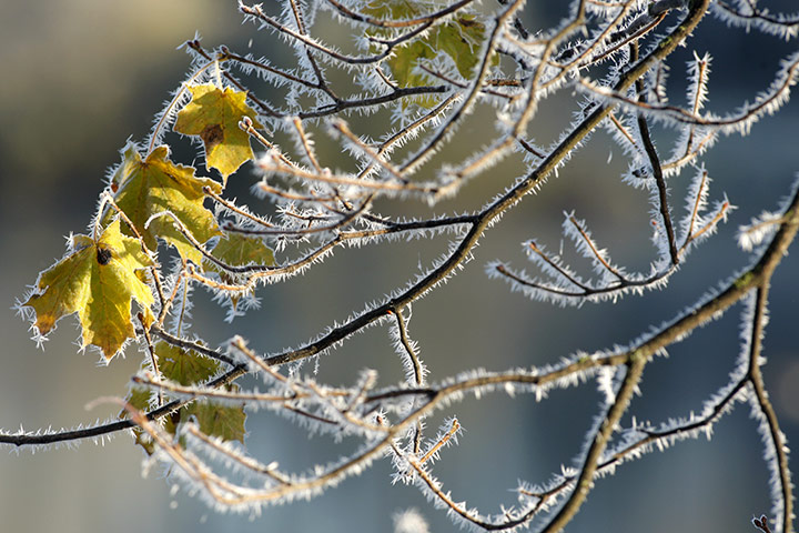 24 hours in pictures: Nesvizh, Belarus: Frozen leaves and branches on an autumn day in a park