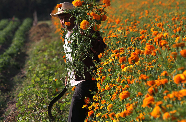 24 hours: Morelia, Mexico: Farmer Luis Flores harvests marigolds