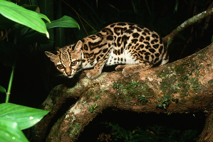 Big cat fur: Margay (Leopardus wiedii)
