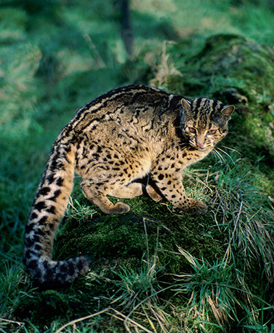 Big cat fur: Marbled cat (Pardofelis marmorata)