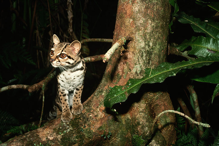 Big cat fur: Margay (Leopardus wiedii)