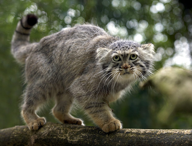 Big cat fur: Pallas' cat (Otocolobus manul)