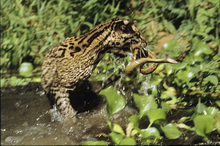 Big cat fur: Ocelot (Leopardus pardalis)