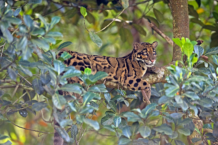 Big cat fur: Clouded leopard (Neofelis nebulsa)