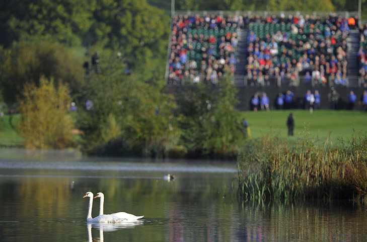 Ryder Cup Day 2: Swans swim serenely past the action