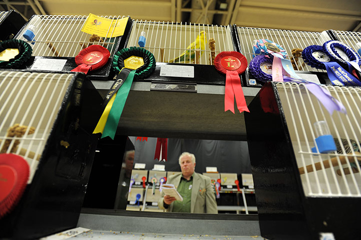 Budgerigar show: Budgerigar Society's 2010 World Championship Show at the Dome, Doncaster