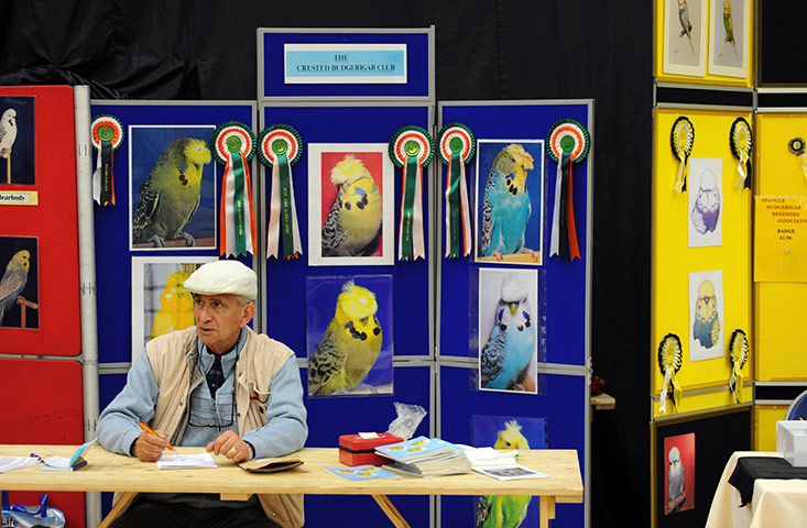 Budgerigar show: Budgerigar Society's 2010 World Championship Show at the Dome, Doncaster