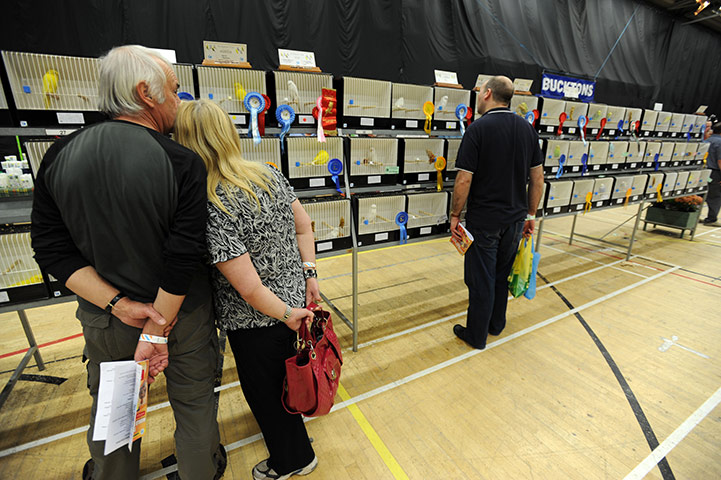Budgerigar show: Budgerigar Society's 2010 World Championship Show at the Dome, Doncaster