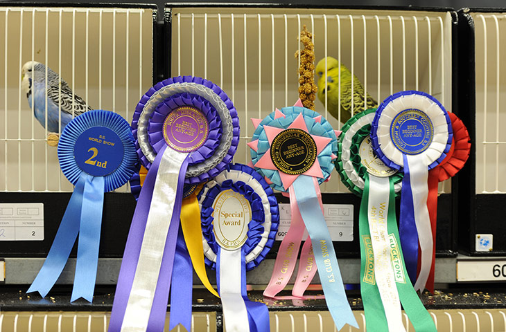 Budgerigar show: Budgerigar Society's 2010 World Championship Show at the Dome, Doncaster