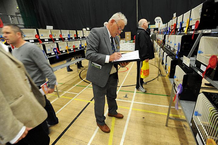 Budgerigar show: Budgerigar Society's 2010 World Championship Show at the Dome, Doncaster