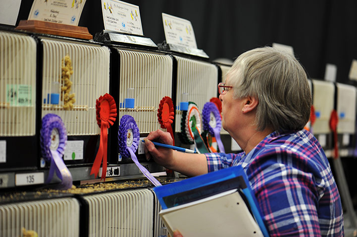 Budgerigar show: Budgerigar Society's 2010 World Championship Show at the Dome, Doncaster