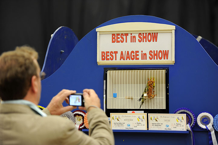 Budgerigar show: Budgerigar Society's 2010 World Championship Show at the Dome, Doncaster