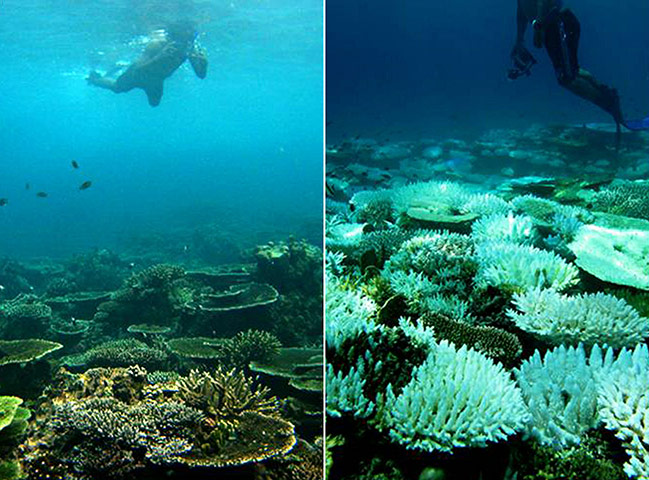 UNEP Report: bleaching coral