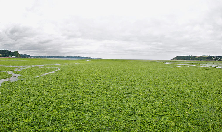 UNEP Report: View of the green seaweed