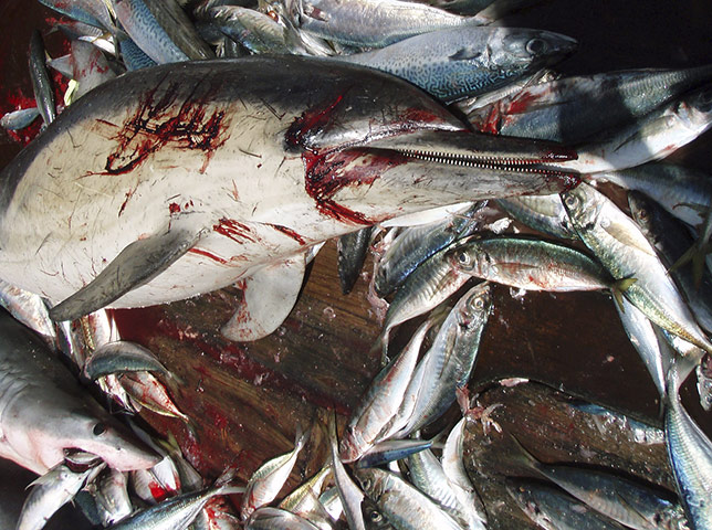 UNEP Report: Maui Dolphin