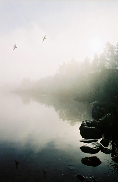 In pictures: moody: ducks rising through the mist