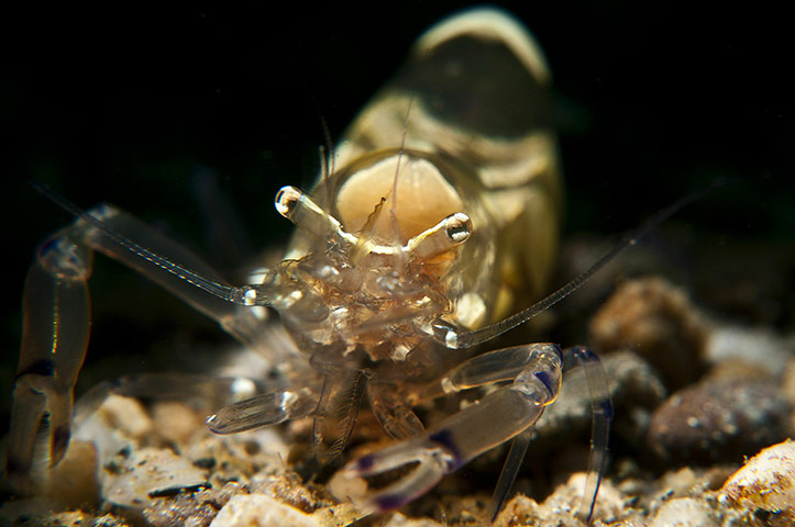 Marine Biodiversity: To go with Lifestyle-Timor-tourism-divin