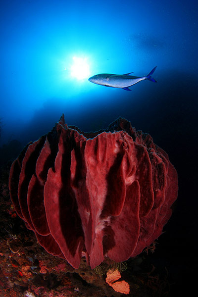 Marine Biodiversity: To go with Lifestyle-Timor-tourism-divin