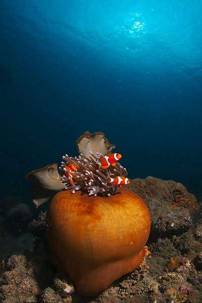 Marine Biodiversity: To go with Lifestyle-Timor-tourism-divin