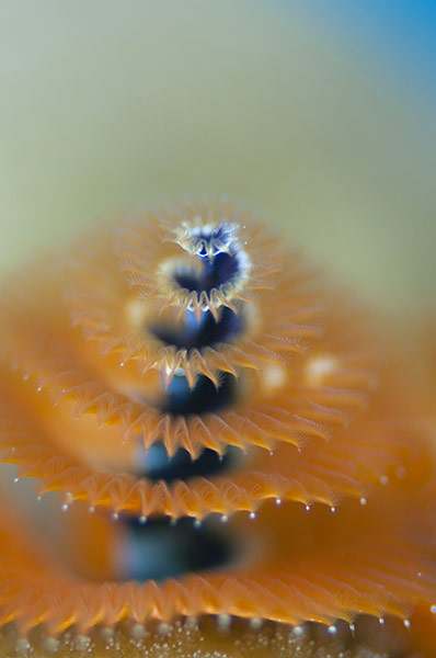 Marine Biodiversity: To go with Lifestyle-Timor-tourism-divin