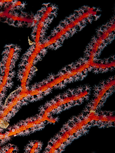 Marine Biodiversity: To go with Lifestyle-Timor-tourism-divin