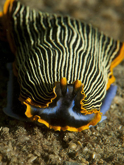 Marine Biodiversity: To go with Lifestyle-Timor-tourism-divin