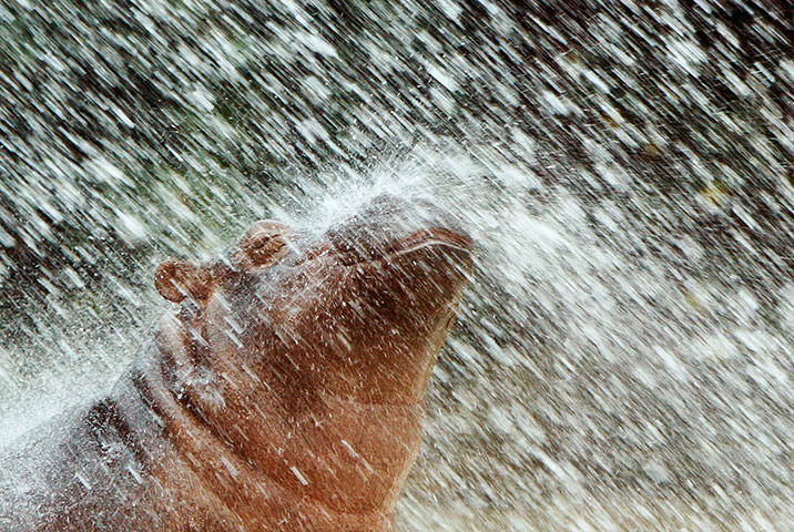 24 hours: hippo cub gets a shower from a pet keeper at the Zoo in Berlin