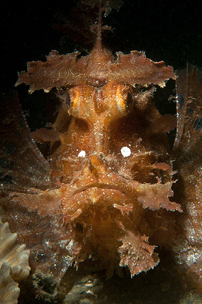 Week in wildlife: Timor-Leste Dive Photo Competition 